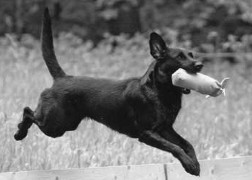 Tasco Swift of Lockthorn